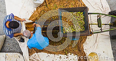 Farmers harvest the almonds Stock Photo