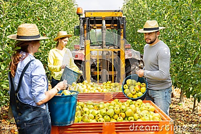 Farmers harvest apples in a large box for transportation using a tractor Stock Photo