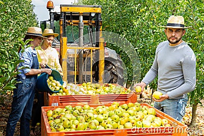 Farmers harvest apples in a large box for transportation using a tractor Stock Photo