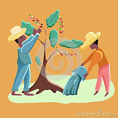 Farmers harvest coffee and water coffee trees. Vector Illustration