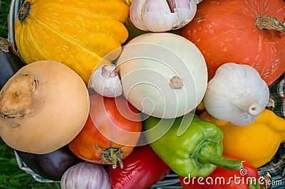 The farmers harvest different vegetables in late summer in the organic garden. Healthy, sustainable food. Autumn. Stock Photo