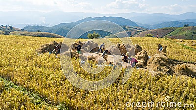 Farmers harvest rice farm with Traditional way Editorial Stock Photo