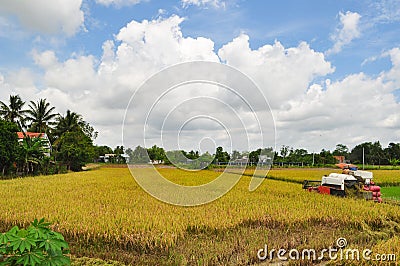 Farmers are harvesting rice in the golden field in spring, in western Vietnam September 2014 Stock Photo