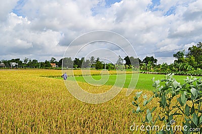 Farmers are harvesting rice in the golden field in spring, in western Vietnam September 2014 Editorial Stock Photo