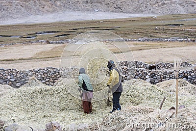 Farmers harvesting rice in rice field in Ladakh Editorial Stock Photo