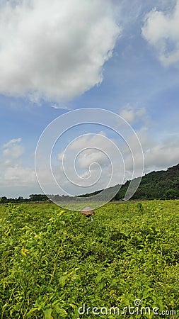 Farmers are harvesting their crops under the mountain Stock Photo