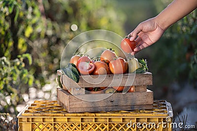 Farmers harvesting tomatoes in wooden boxes with green leaves and flowers. Fresh tomatoes still life isolated on tomato farm Stock Photo