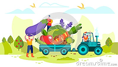 Farmers Loading Ripe Vegetables on Tractor Trailer Stock Photo