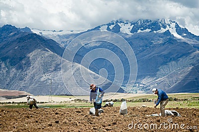 Farmers manually spread fertilizers on the plowed land Editorial Stock Photo