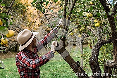 Farmers market, healthy food: farmer man gathers organic homegr Stock Photo