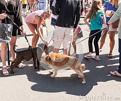 Farmers Market on a sunny summer day Editorial Stock Photo