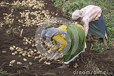 Farmers in Ooty harvesting their potato in their agriculture field in Ooty Stock Photo