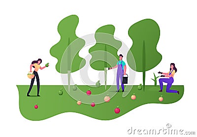 Farmers Pick Apple Harvest to Basket in Orchard. Gardener Characters Harvesting Ripe Fruit in Summer Garden, Agriculture Vector Illustration