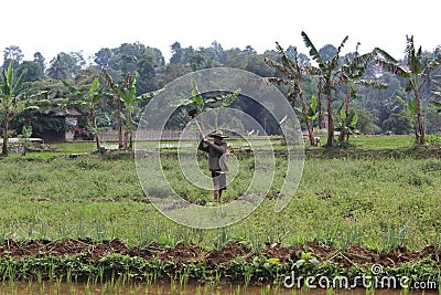 Farmers plant rice in rice fields Editorial Stock Photo