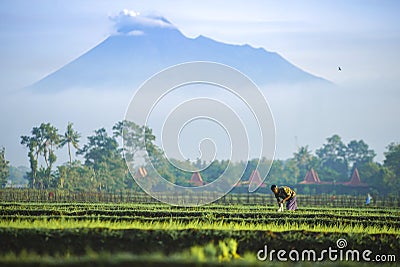 Farmers plant young rice with mountain background Editorial Stock Photo