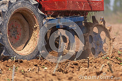 Farmers are planting cassava in the fields of cultivation Editorial Stock Photo