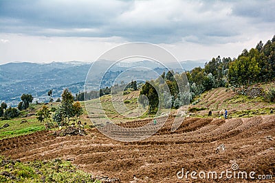 Farmers planting potatoes in the highlands of Rwanda near Volcanoes National Park Stock Photo