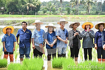 Farmers planting rice by demonstrating sufficient economy Editorial Stock Photo