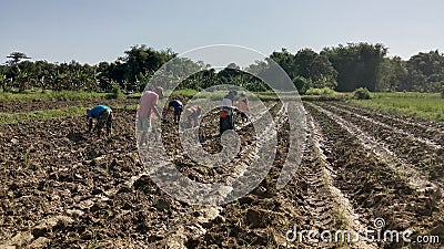 Farmers Planting Rice With Local Residents Editorial Stock Photo