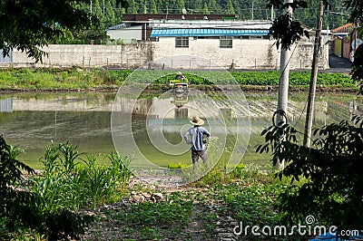 Farmers planting rice in a rice paddy Stock Photo