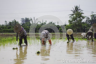 Farmers are planting rice seedlings Editorial Stock Photo
