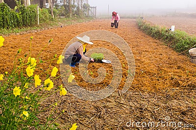 Farmers planting vegetable on their farm Editorial Stock Photo