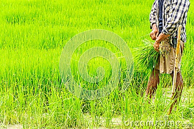 Farmers preparing rice seedlings Stock Photo