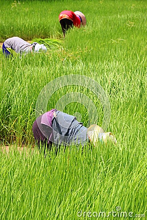 Farmers are preparing young sticky rice bunch Stock Photo