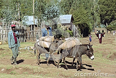 Farmers on the road with grain harvest and donkeys Editorial Stock Photo