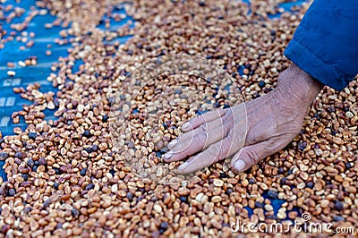 Farmers sort rotten and fresh coffee beans before drying. traditional coffee-making process. The Coffee production, natural sun Stock Photo