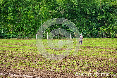 Farmers spraying pesticide Editorial Stock Photo