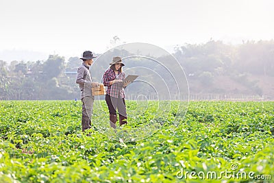 Farmers survey growth and quality using digital smart tablets to record data. Concept : Research and study problems in agriculture Stock Photo