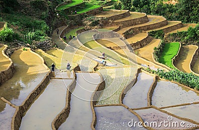 Farmers on Terraced rice fields in Vietnam Editorial Stock Photo