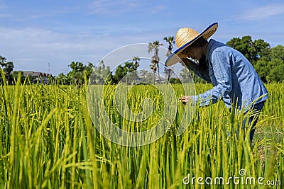 Farmers in Thailand concept, The Farmer planting on the organic paddy rice farmland. Stock Photo