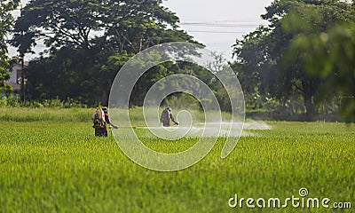 Farmers are using pesticide in rice fields. Stock Photo