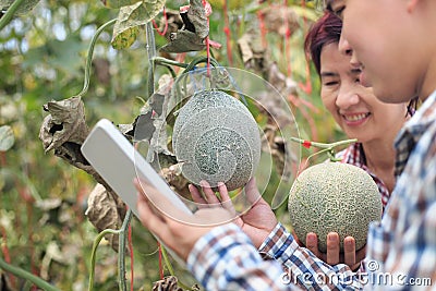 Farmers using tablet computer check the damaging diseases in melons leaves infected by downy mildew Stock Photo