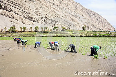Farmers who plant rice in Peru Editorial Stock Photo