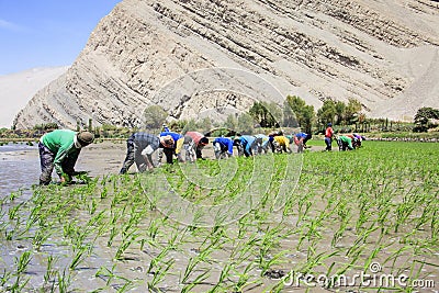 Farmers who plant rice in Peru Editorial Stock Photo