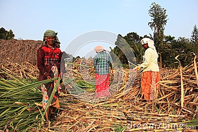 Farmers work in the sugarcane fields Editorial Stock Photo