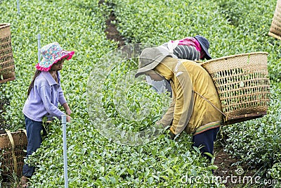 Farmers work on tea field, Bao Loc, Lam Dong, Vietnam Editorial Stock Photo