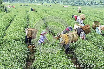 Farmers work on tea field, Bao Loc, Lam Dong, Vietnam Editorial Stock Photo