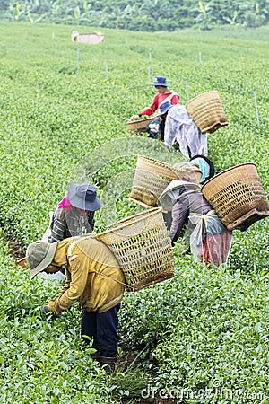 Farmers work on tea field, Bao Loc, Lam Dong, Vietnam Editorial Stock Photo