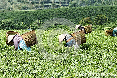 Farmers work on tea field, Bao Loc, Lam Dong, Vietnam Editorial Stock Photo