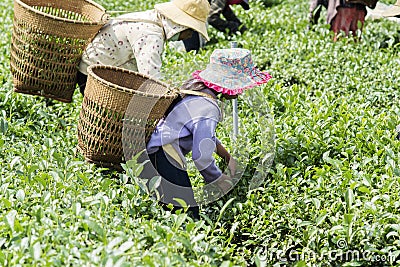 Farmers work on tea field, Bao Loc, Lam Dong, Vietnam Editorial Stock Photo