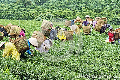 Farmers work on tea field, Bao Loc, Lam Dong, Vietnam Editorial Stock Photo