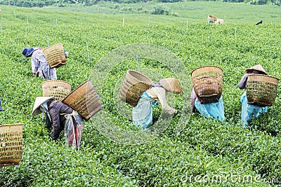 Farmers work on tea field, Bao Loc, Lam Dong, Vietnam Editorial Stock Photo