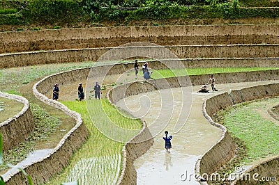 Farmers work in terraced rice field Editorial Stock Photo