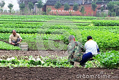 Farmers at work in the agricultural industries, Daxu, China Editorial Stock Photo