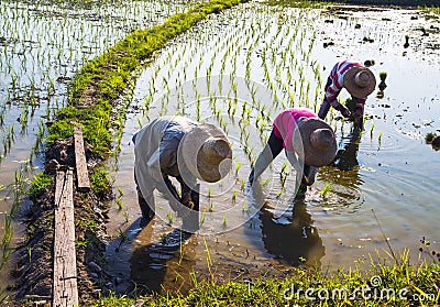 Farmers working planting rice in the paddy field Editorial Stock Photo