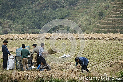 Farmers working to harvest their paddy rice using machine Editorial Stock Photo